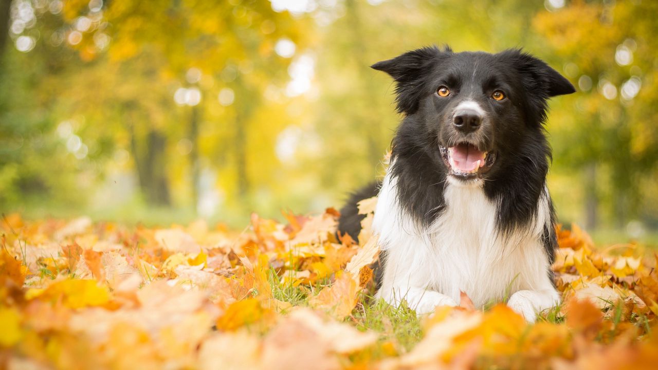 Wallpaper dog, leaves, autumn, lies hd, picture, image