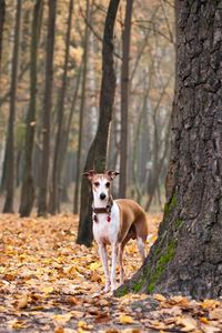 Preview wallpaper dog, leaves, autumn