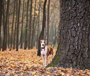 Preview wallpaper dog, leaves, autumn