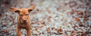 Preview wallpaper dog, leaves, fall, run, ears