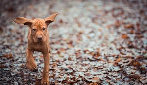 Preview wallpaper dog, leaves, fall, run, ears