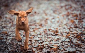 Preview wallpaper dog, leaves, fall, run, ears