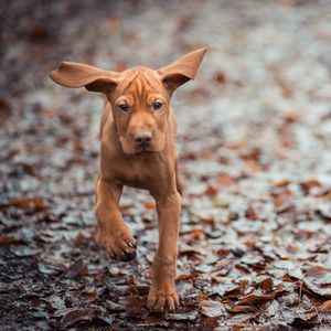 Preview wallpaper dog, leaves, fall, run, ears