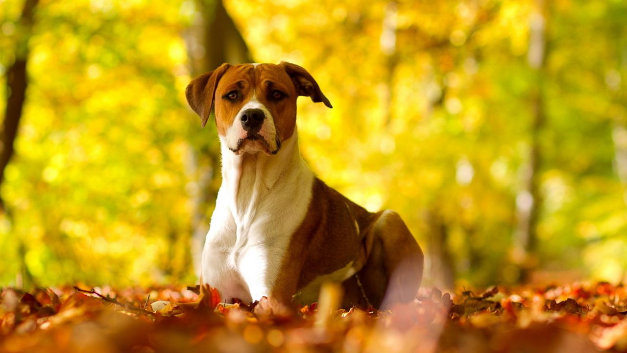 Wallpaper dog, leaves, grass, eyes, fall