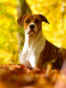 Preview wallpaper dog, leaves, grass, eyes, fall