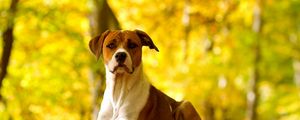 Preview wallpaper dog, leaves, grass, eyes, fall