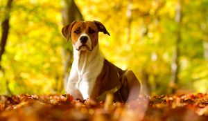 Preview wallpaper dog, leaves, grass, eyes, fall