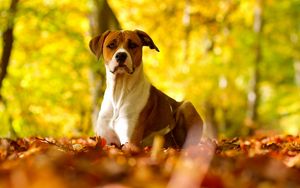 Preview wallpaper dog, leaves, grass, eyes, fall