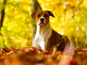 Preview wallpaper dog, leaves, grass, eyes, fall