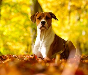 Preview wallpaper dog, leaves, grass, eyes, fall