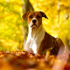 Preview wallpaper dog, leaves, grass, eyes, fall