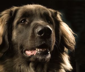 Preview wallpaper dog, leonberger, muzzle, dark