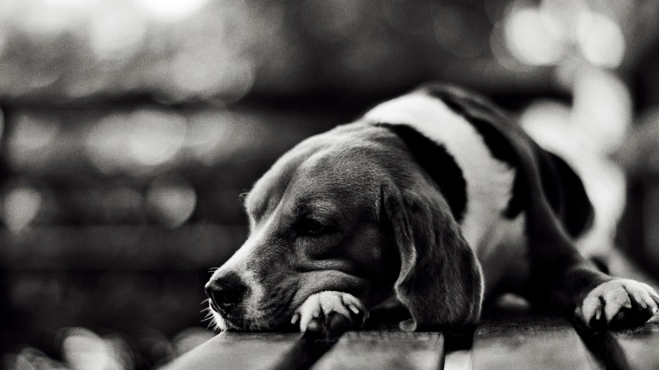 Wallpaper dog, lie down, face, tired, sad, black white