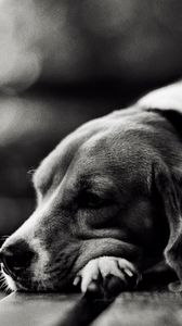 Preview wallpaper dog, lie down, face, tired, sad, black white
