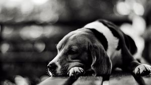 Preview wallpaper dog, lie down, face, tired, sad, black white