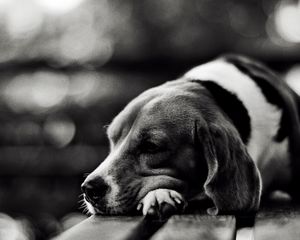 Preview wallpaper dog, lie down, face, tired, sad, black white