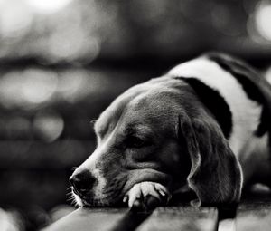 Preview wallpaper dog, lie down, face, tired, sad, black white