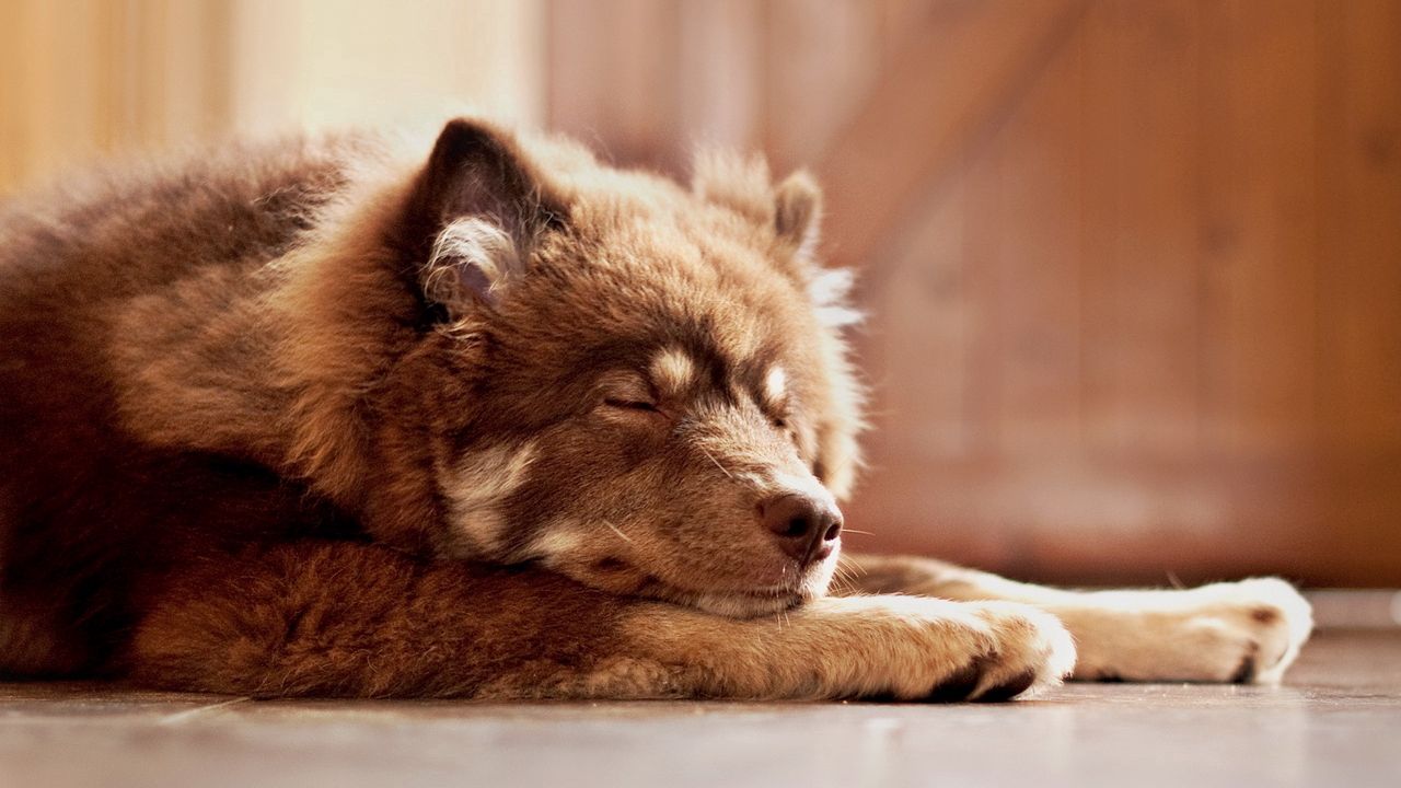 Wallpaper dog, lie down, rest, face