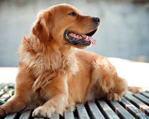 Preview wallpaper dog, lie down, wooden, tongue, tired