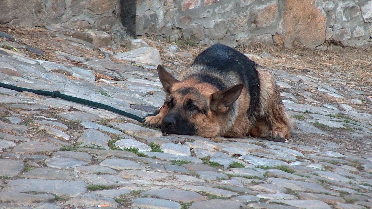 Wallpaper dog, lie, shepherd, waiting