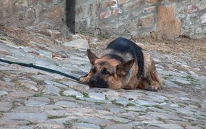 Preview wallpaper dog, lie, shepherd, waiting