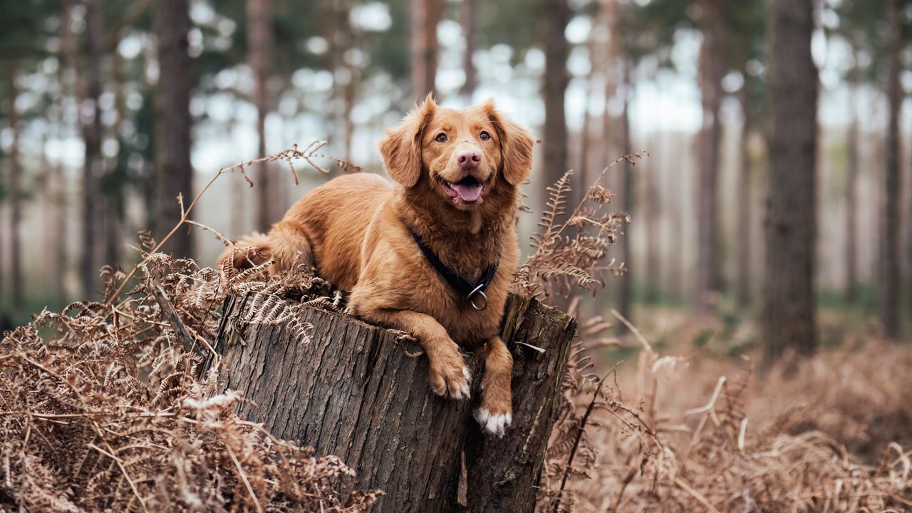 Wallpaper dog, lies, walk, forest
