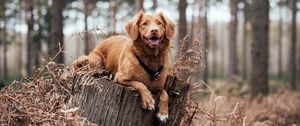 Preview wallpaper dog, lies, walk, forest
