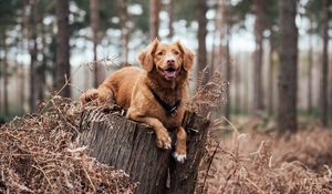 Preview wallpaper dog, lies, walk, forest