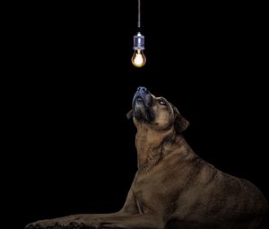 Preview wallpaper dog, light bulb, idea