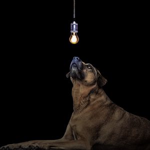 Preview wallpaper dog, light bulb, idea