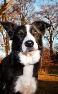 Preview wallpaper dog, light, wood, face, squint