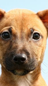 Preview wallpaper dog, little, face, eyes