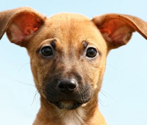 Preview wallpaper dog, little, face, eyes