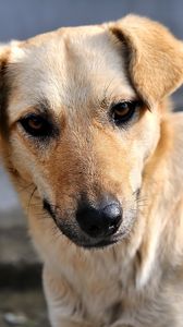 Preview wallpaper dog, little, look, face