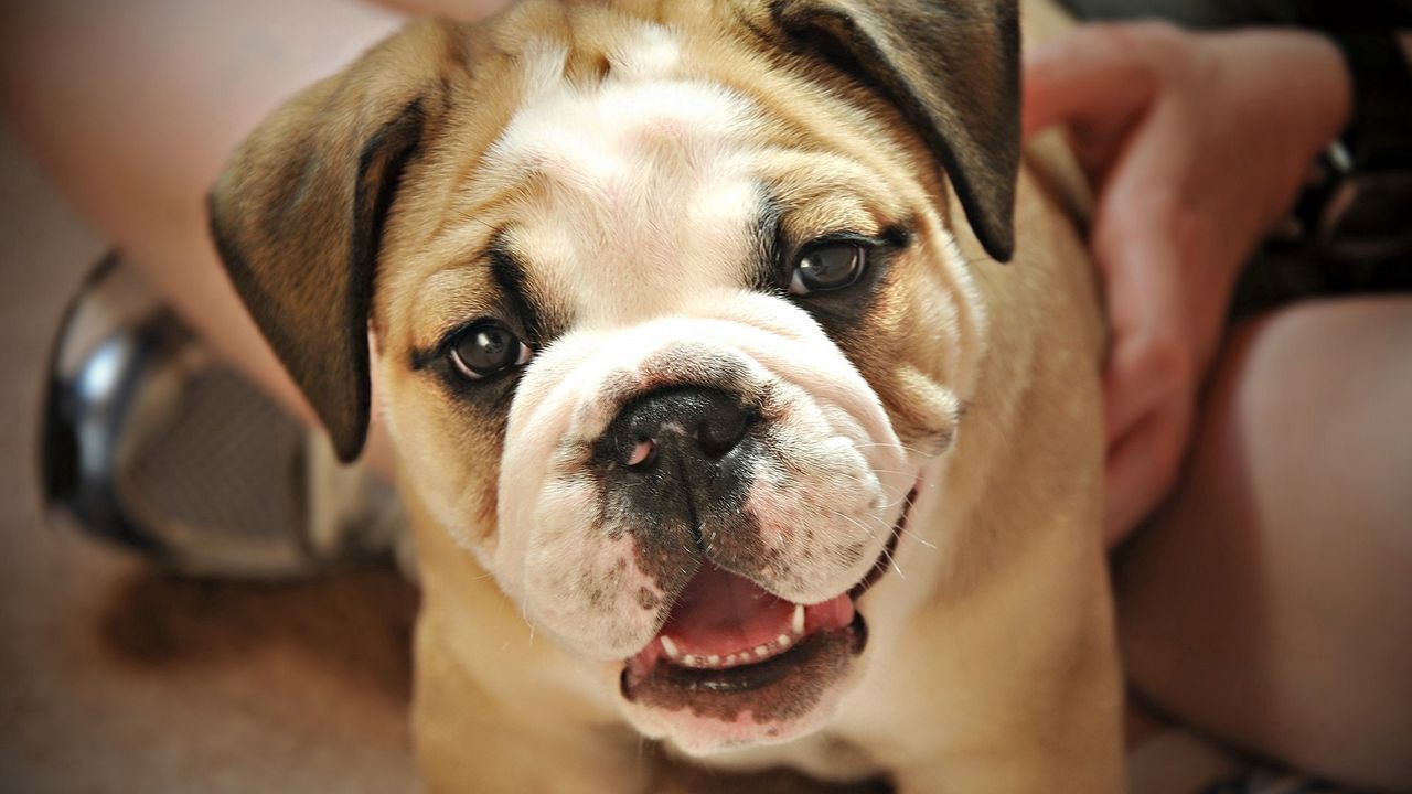 Wallpaper dog, little, puppy, cute, face