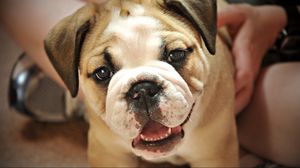 Preview wallpaper dog, little, puppy, cute, face