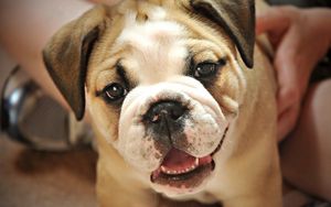 Preview wallpaper dog, little, puppy, cute, face