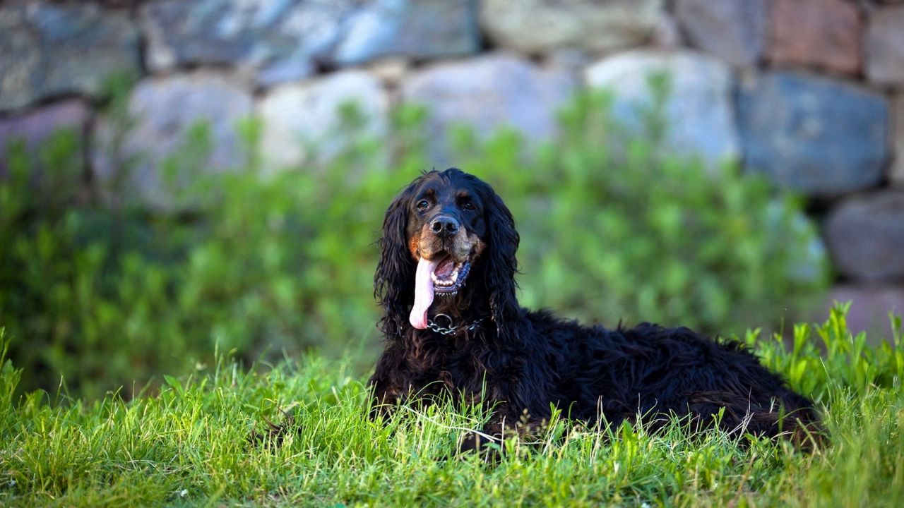 Wallpaper dog, look, background, grass