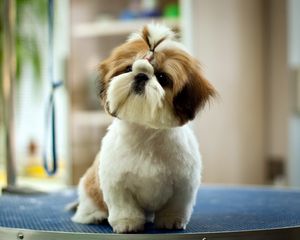 Preview wallpaper dog, look, background