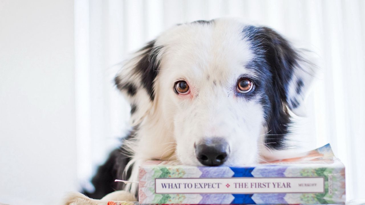 Wallpaper dog, look, books