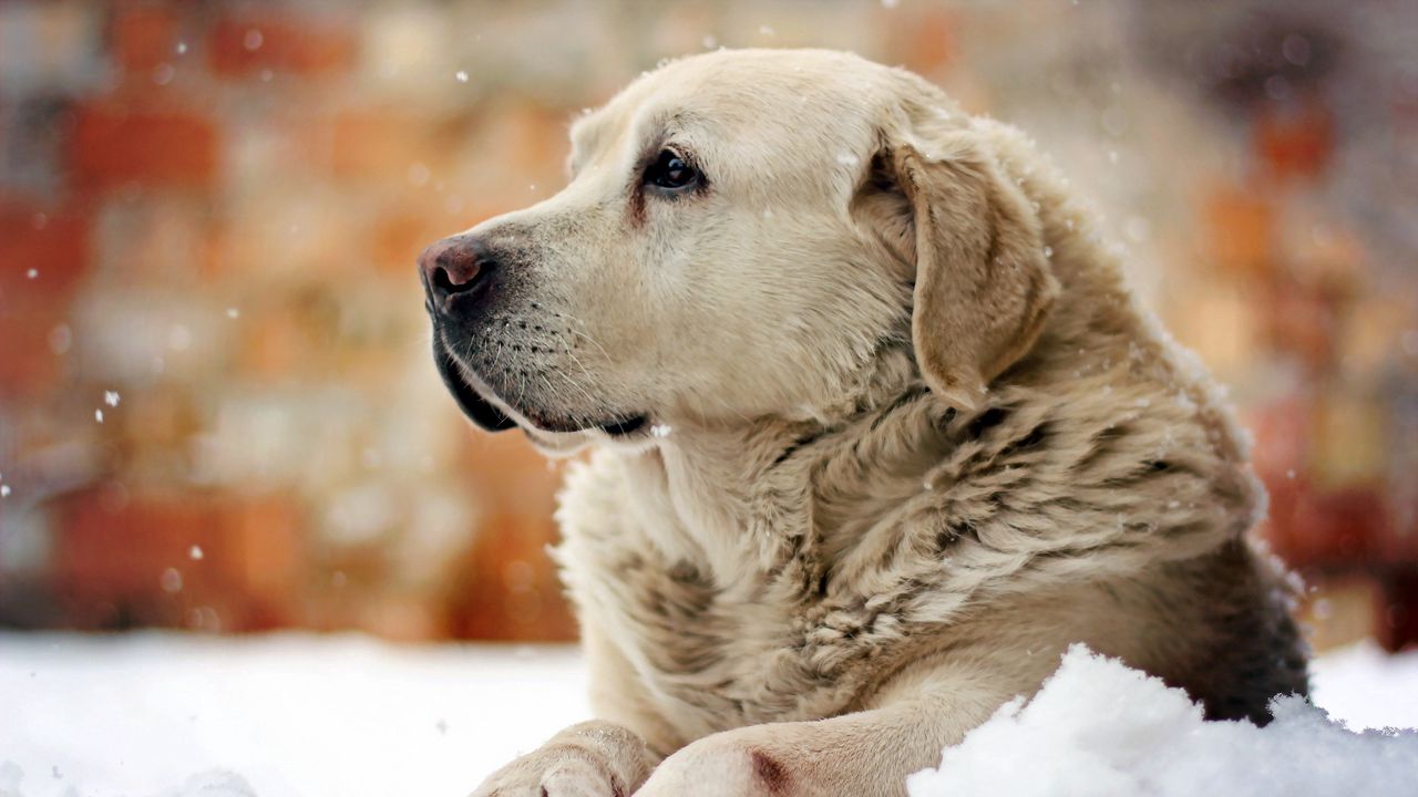 Wallpaper dog, look, man, snow