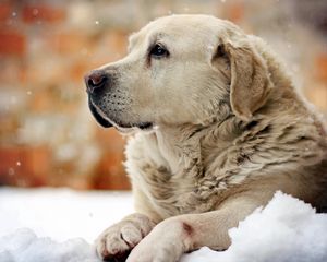 Preview wallpaper dog, look, man, snow