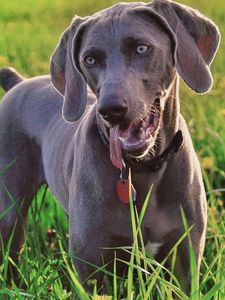 Preview wallpaper dog, looks, green, grass, dandelions