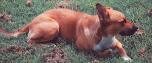 Preview wallpaper dog, lying, grass