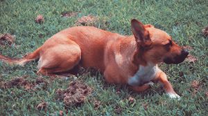 Preview wallpaper dog, lying, grass