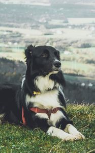 Preview wallpaper dog, lying, grass, furry