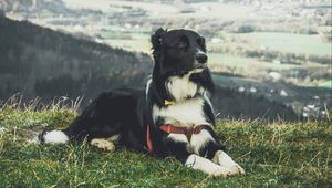 Preview wallpaper dog, lying, grass, furry