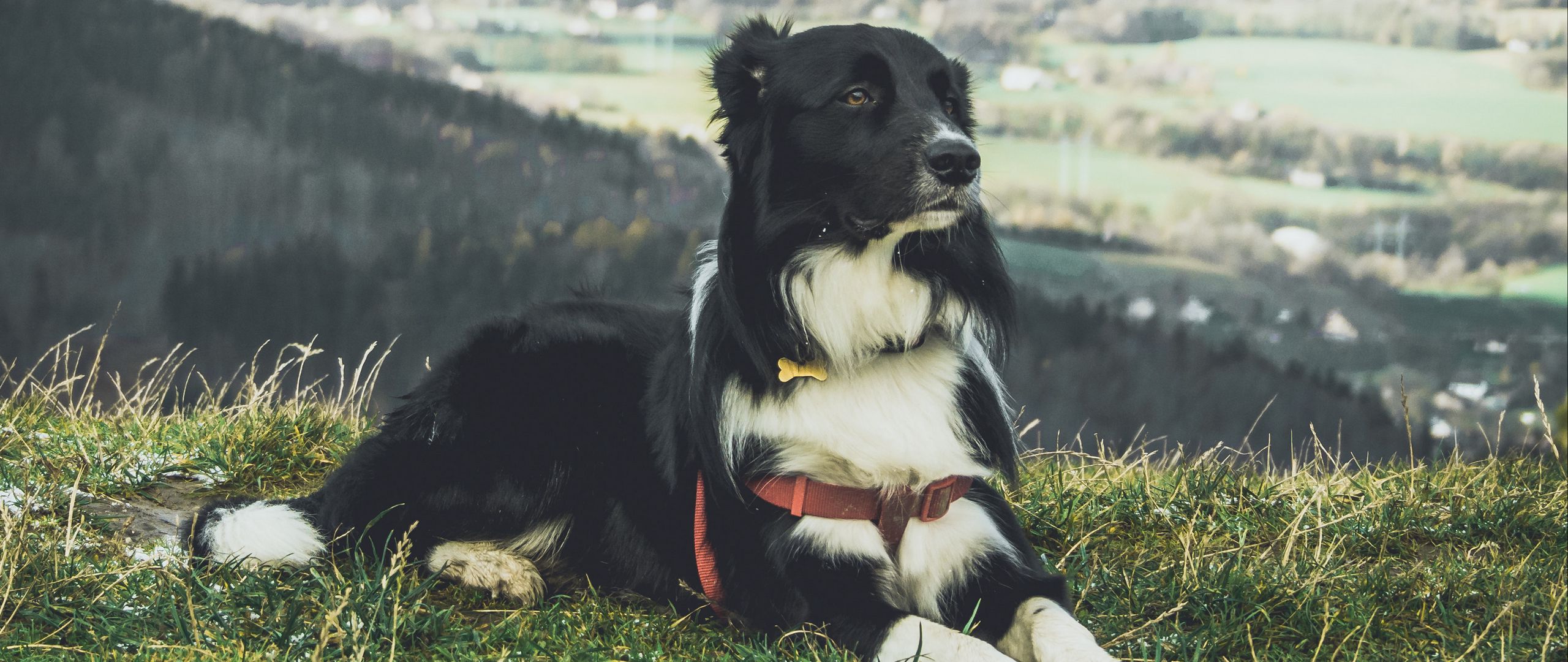 Download Wallpaper 2560x1080 Dog, Lying, Grass, Furry Dual Wide 1080p 