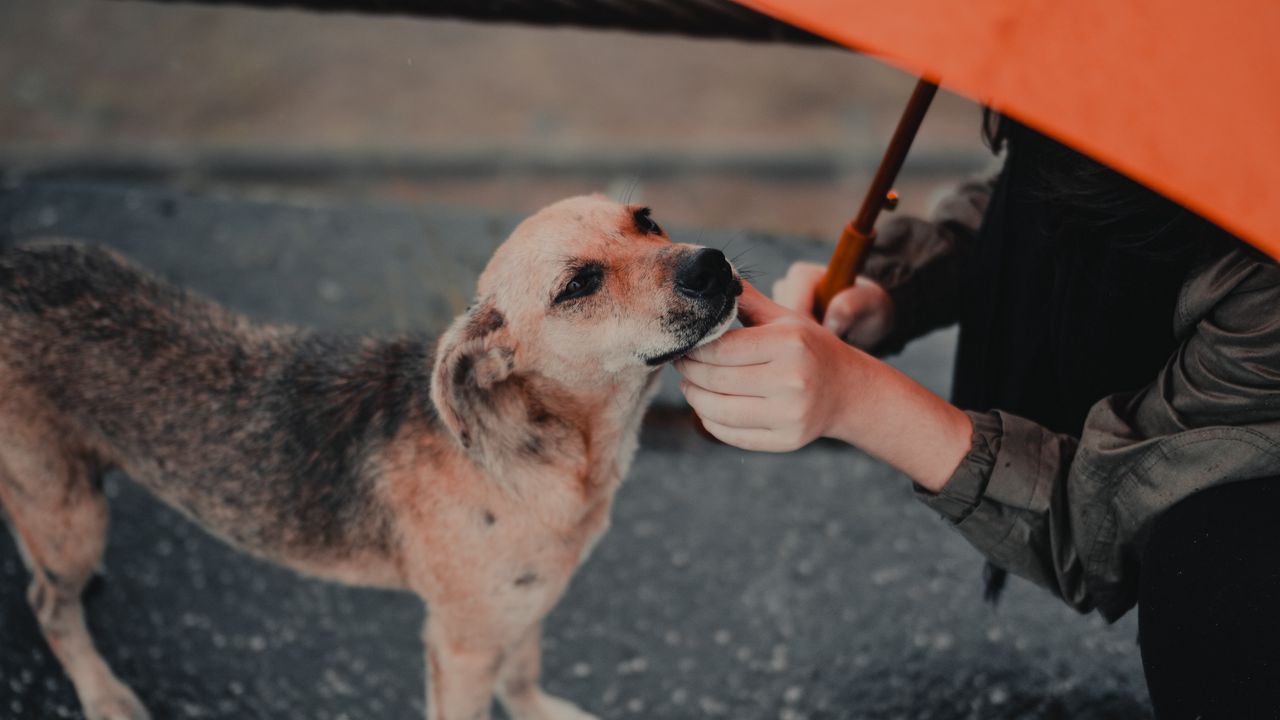 Wallpaper dog, man, umbrella, pet, street
