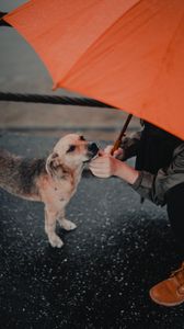 Preview wallpaper dog, man, umbrella, pet, street